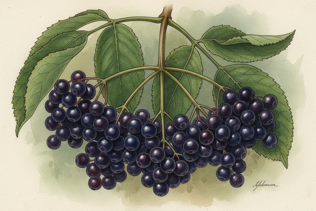 Harnessing the Power of Elderberry: Your Natural Defense Against the Season's Sniffles
