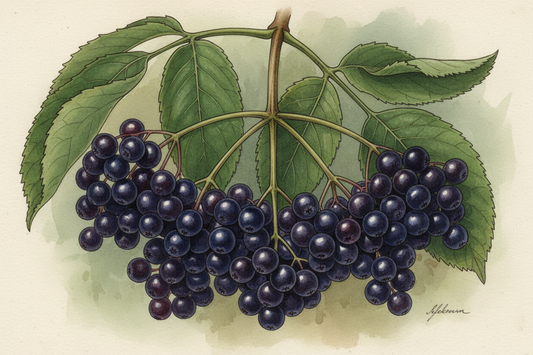 Harnessing the Power of Elderberry: Your Natural Defense Against the Season's Sniffles