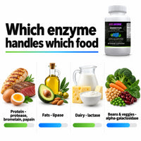 Go Wise Digestive Enzyme — 6-Enzyme Blend with Bromelain, Papain, Lipase, Lactase, Protease & Alpha-Galactosidase plus L